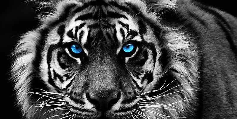 Modern Prints Canvas Art Black and White Tiger Head Painting Wall Art Poster